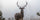 Wyoming Archery Elk Hunting Gear List