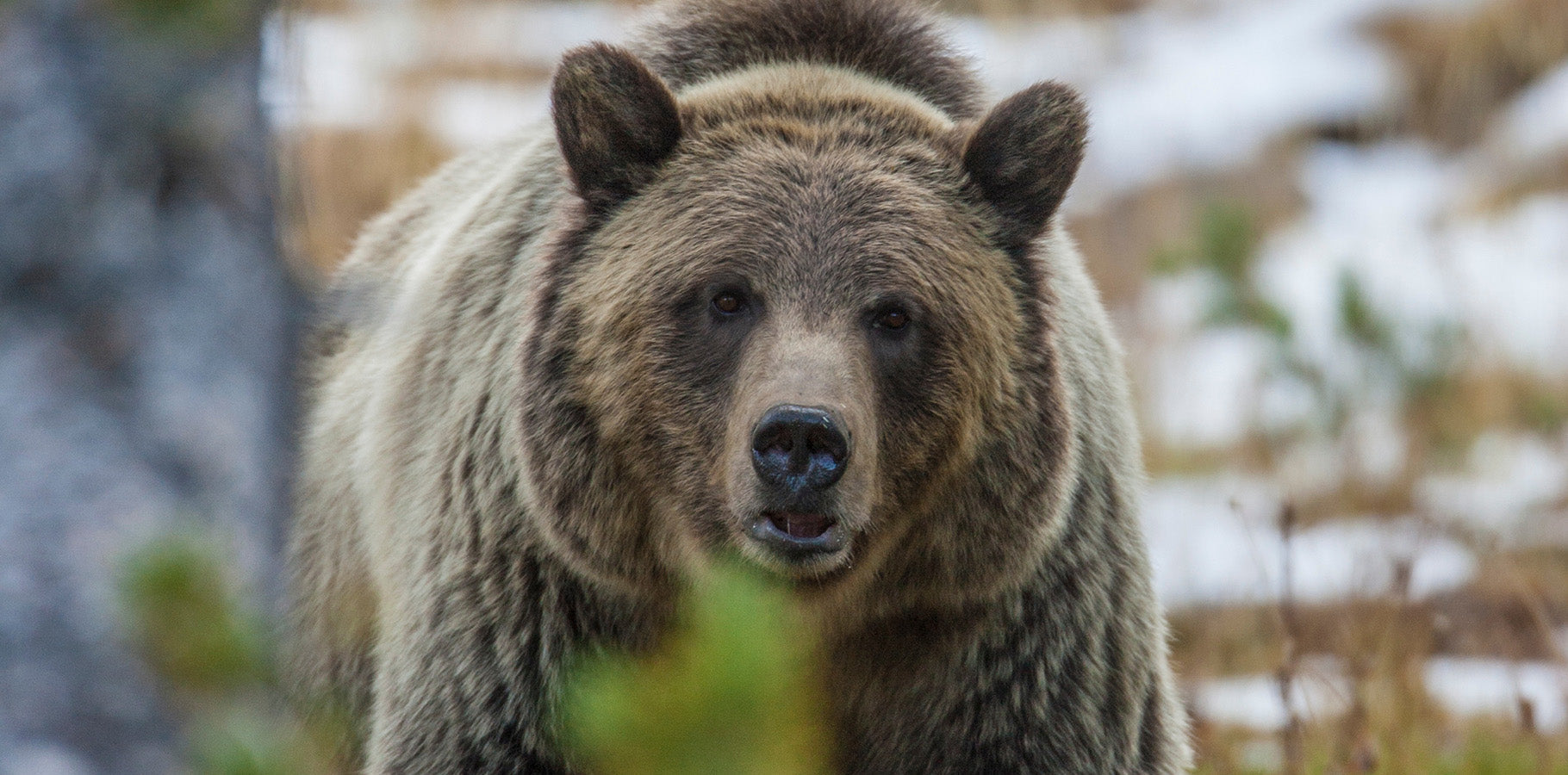 Grizzly bear looking straight at the camera.