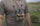 Man wearing the KUIU Ultralight Binocular Harness in Valo Camouflage