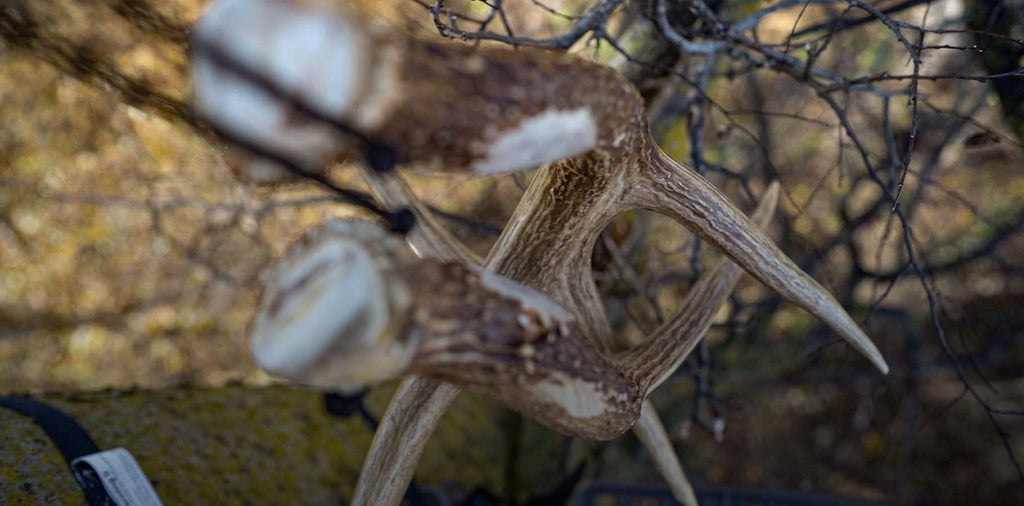 Five Tips Leading to Pre-Rut Whitetail Deer Hunting Success | KUIU