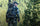 Rear View of Brendan Burns in Verde Camouflage Hiking Through Pine Trees
