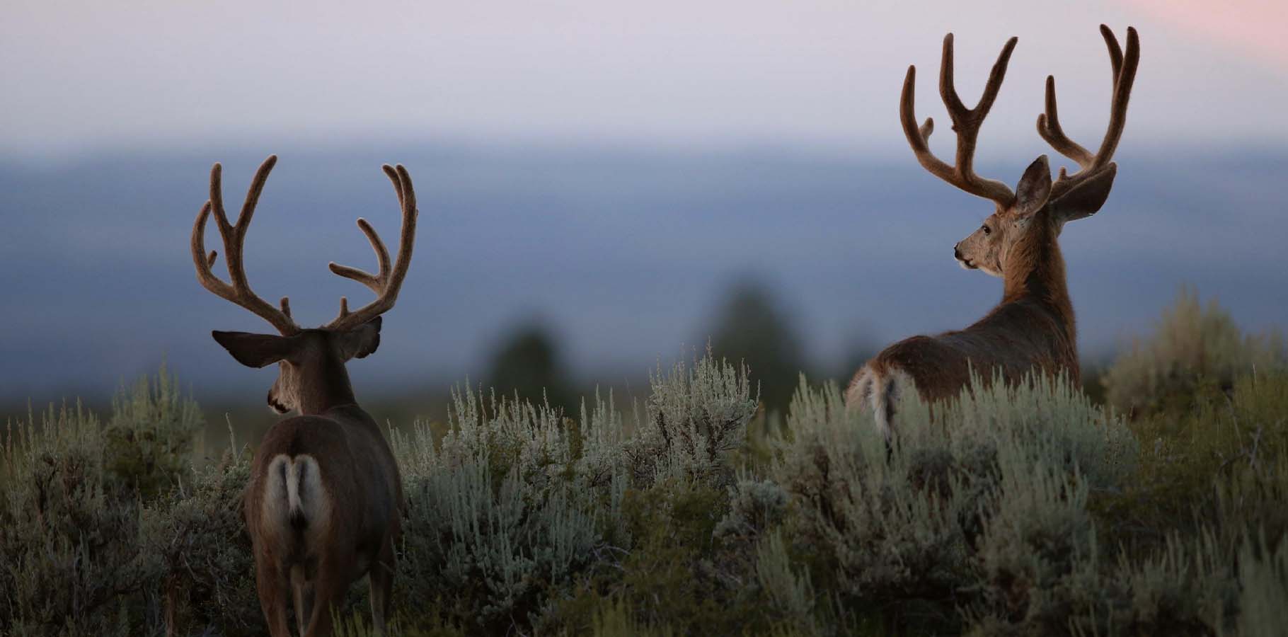 4 Biggest Mule Deer Kills of All-time