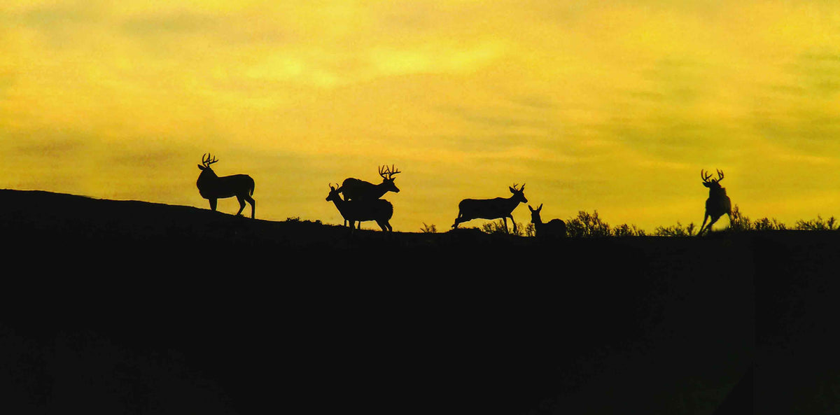 Skylined Silouhette of Whitetail Bucks