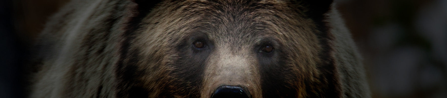 Close-up of a bear's face, Highlighting his fur, snout and fur