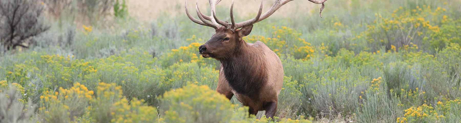 Elk Early Season Gear List