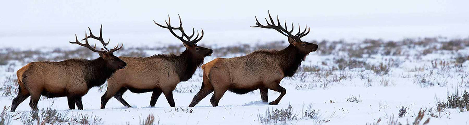 Elk Late Season Gear List