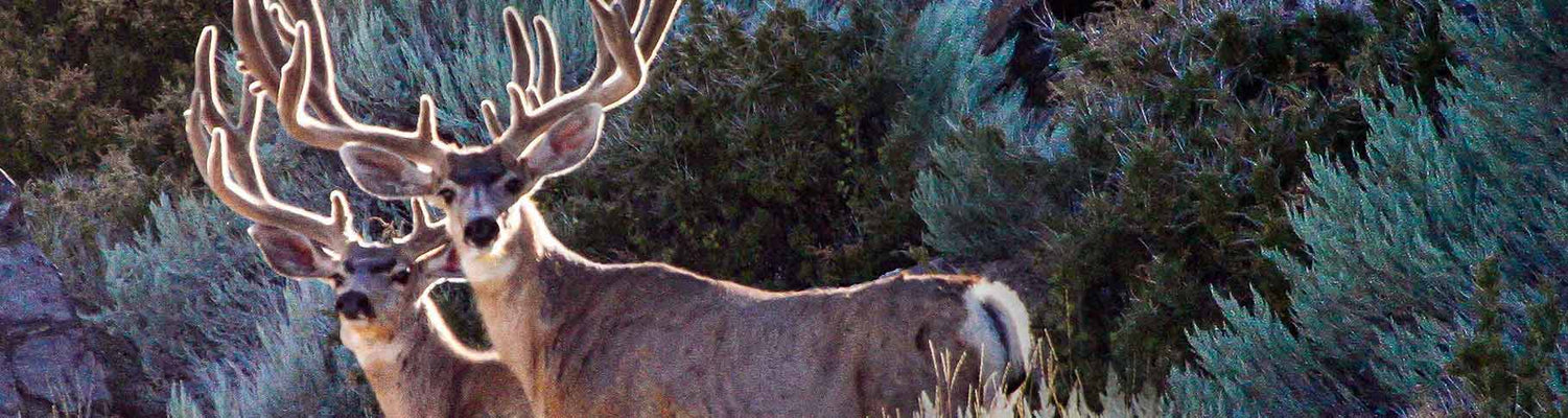 Mule Deer-Early Season