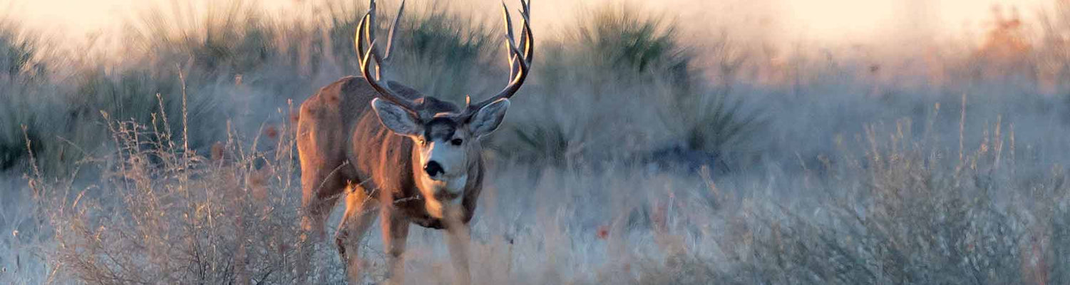 Mule Deer-Late Season