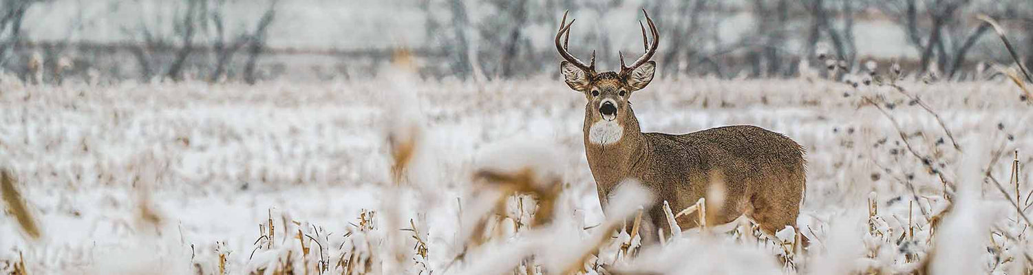 Whitetail: Frigid Conditions