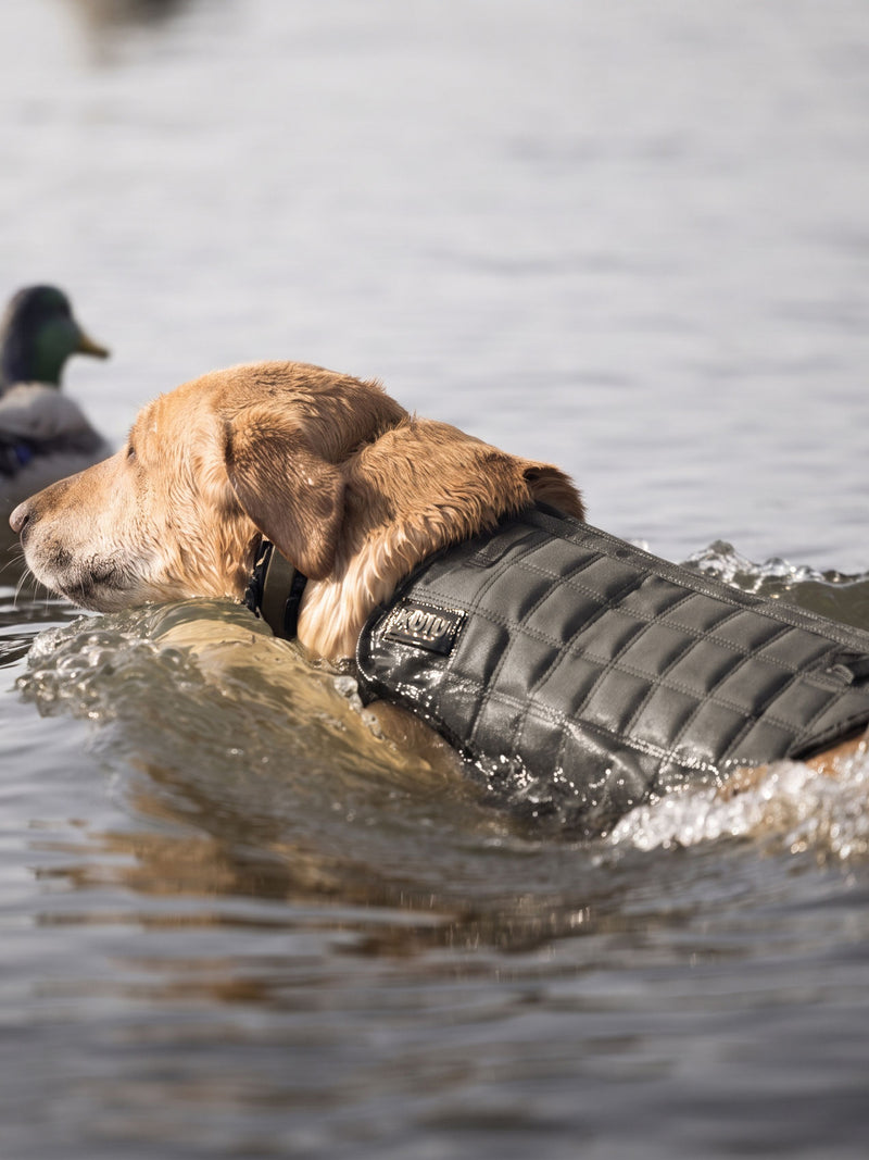 A retriever dog swimming in water while wearing an Ash neoprene dog vest.