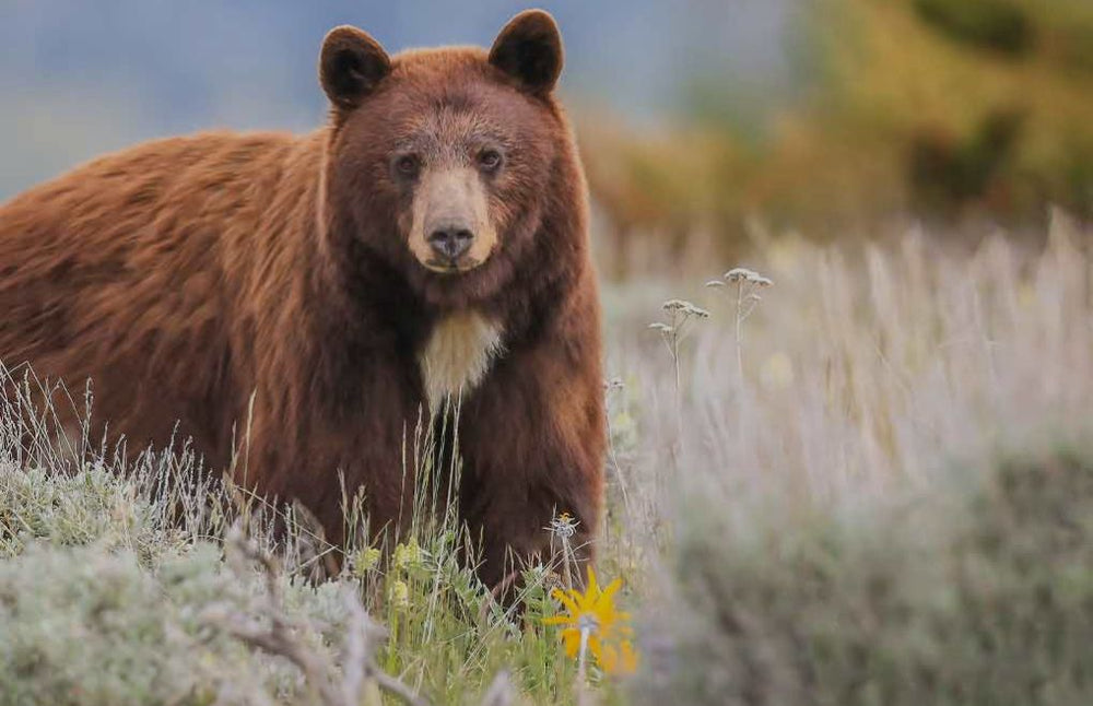 Bear Hunting Gear Clothing & Supplies KUIU