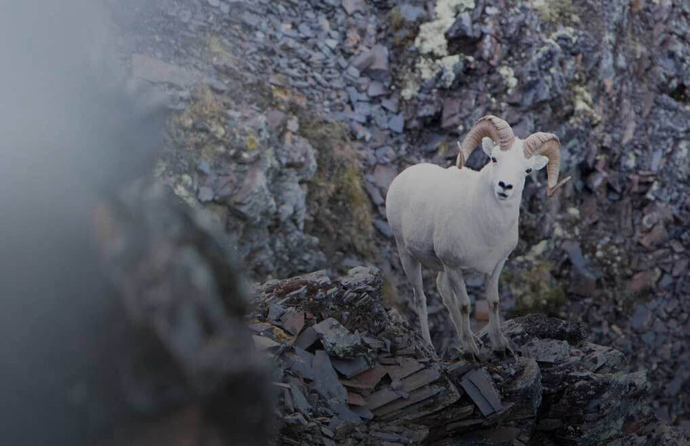 Hunting Gear Lists Shop by Species Being Hunted KUIU